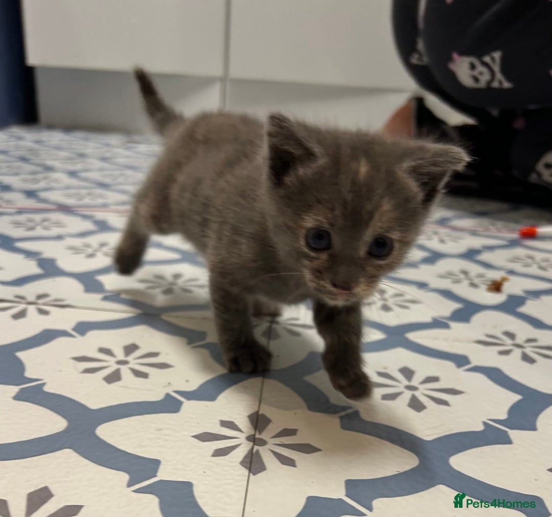Domestic Shorthair cats for sale: 2 pretty girls - Image 2