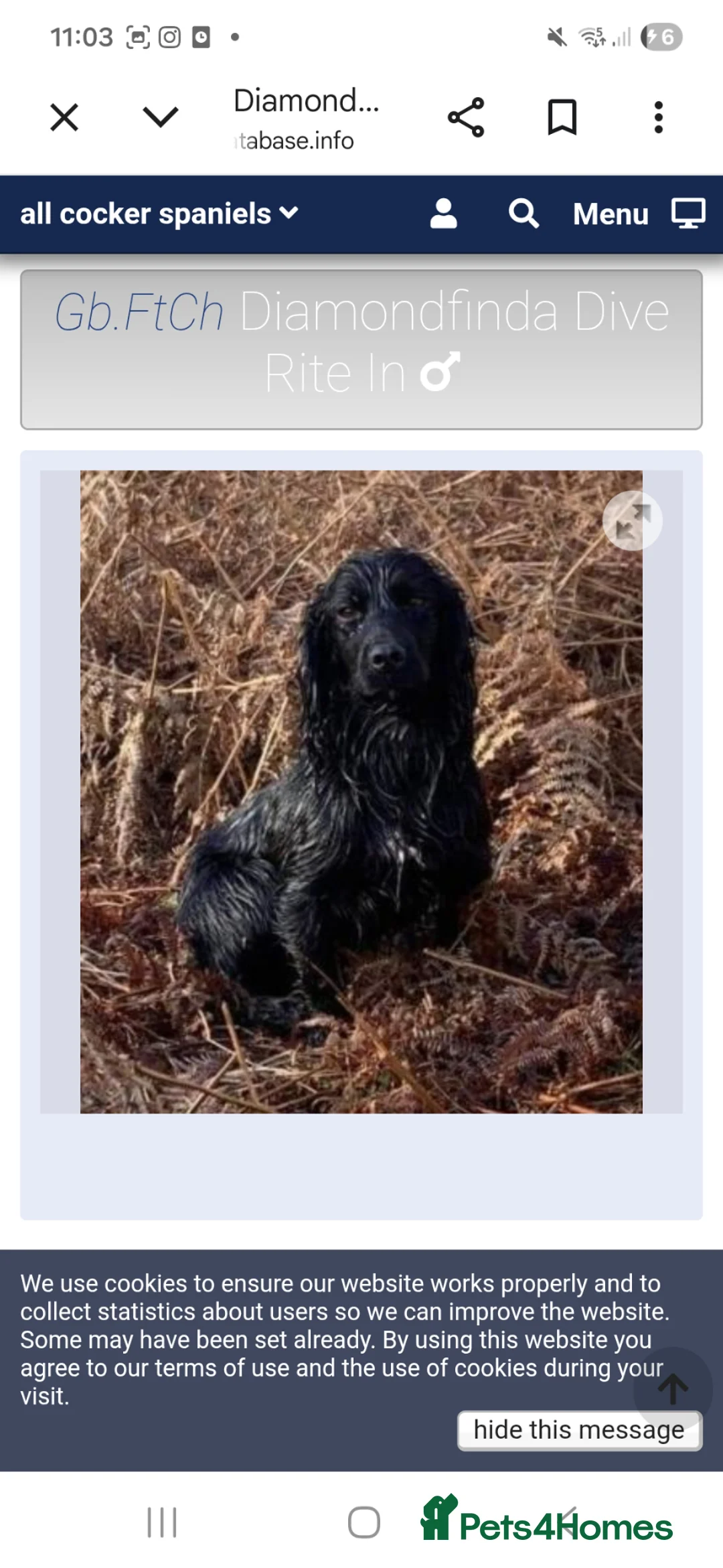 Cocker Spaniel dogs for sale: Quality working cocker puppies  - Advert 2