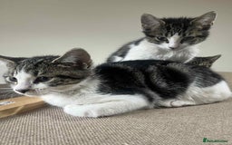Mixed Breed cats for sale: 2 tabby kittens  - Image 12
