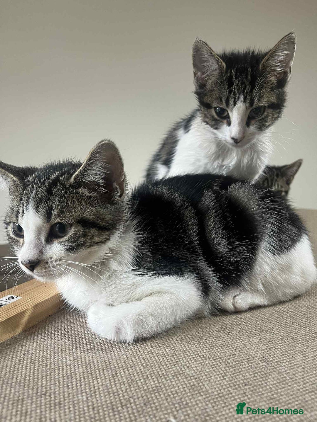 Mixed Breed cats for sale: 2 tabby kittens  - Image 12