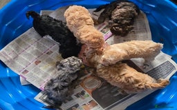 Maltipoo dogs for sale:  multipoo baby's for sale  - Image 2