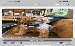 Cavapoo dogs for sale: Beautiful Health Tested F1 Cavapoos 🐶 - Image 23