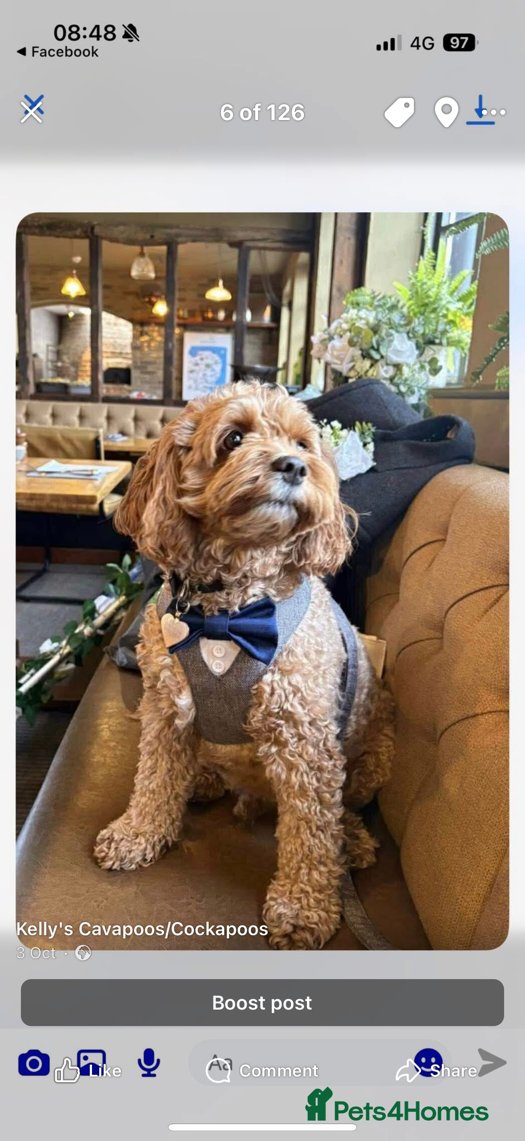 Cavapoo dogs for sale: Beautiful Health Tested F1 Cavapoos 🐶 - Image 23