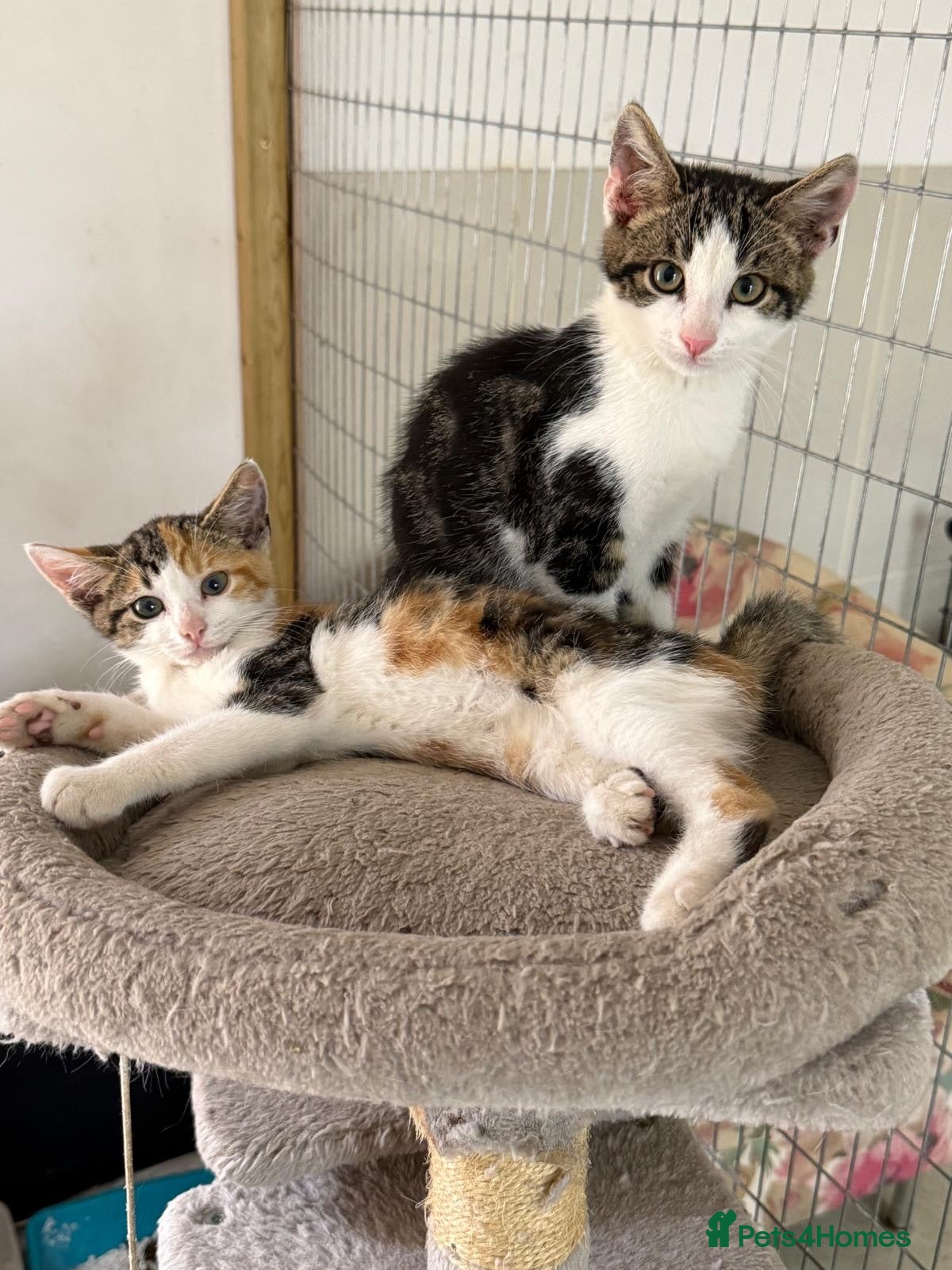 Mixed Breed cats 2 Beautiful baby Kittens left  - Advert 16