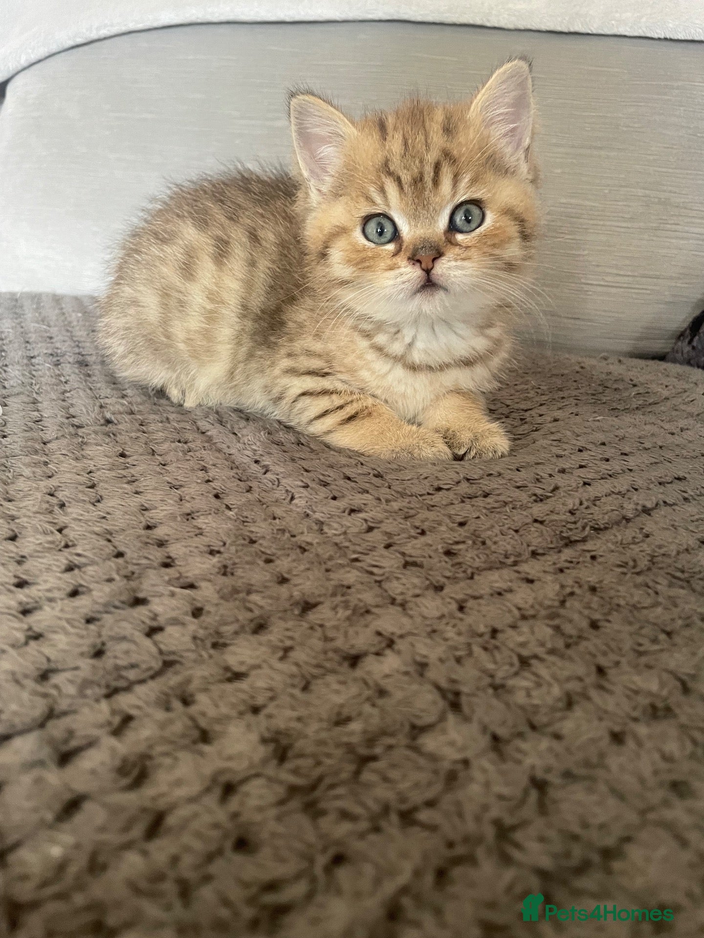 British Shorthair cats TICA reg black golden kittens  - Advert 12
