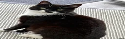 Mixed Breed cats for sale: Beautiful kittens  - Advert 7