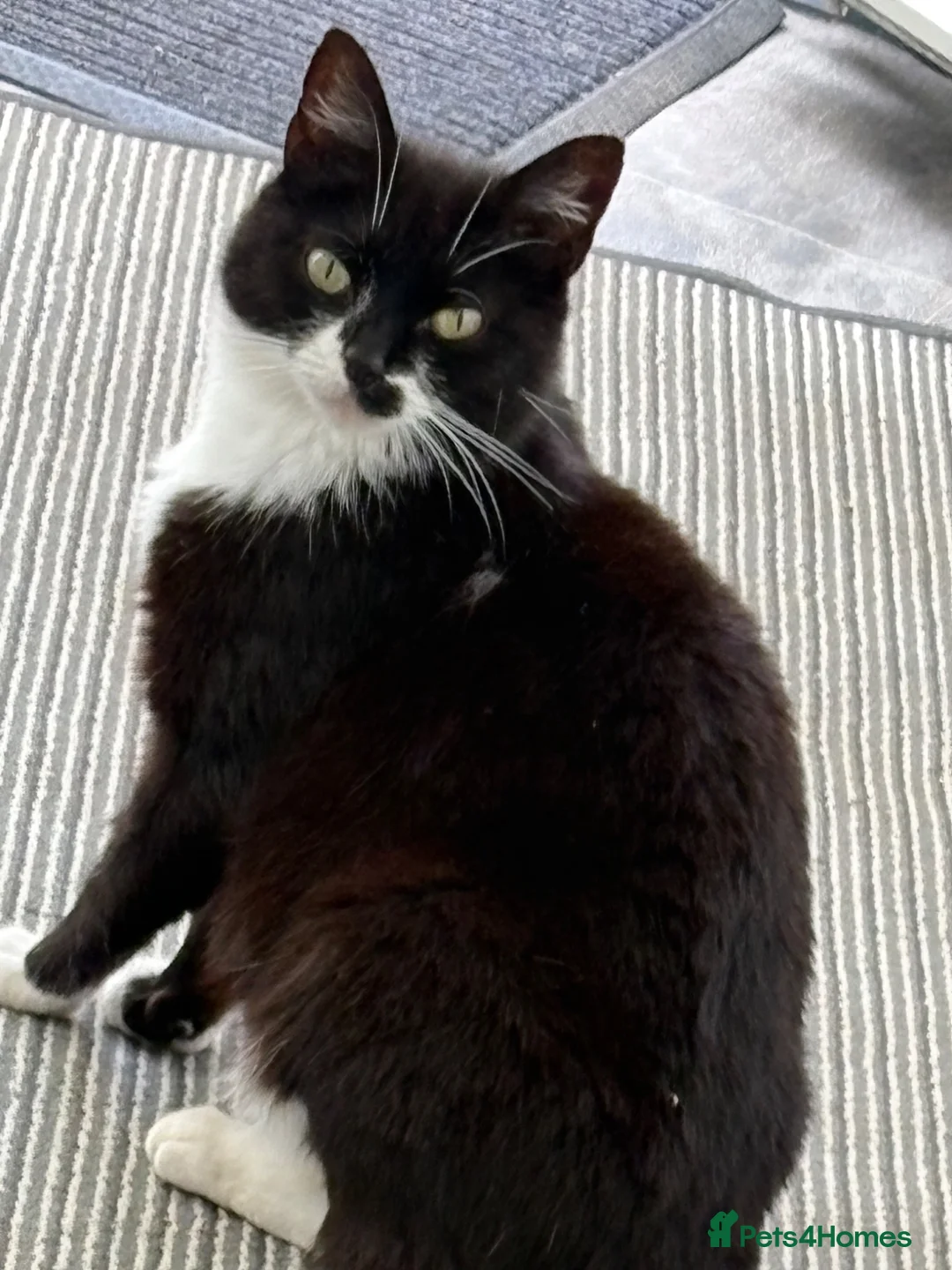 Mixed Breed cats for sale: Beautiful kittens  - Advert 7