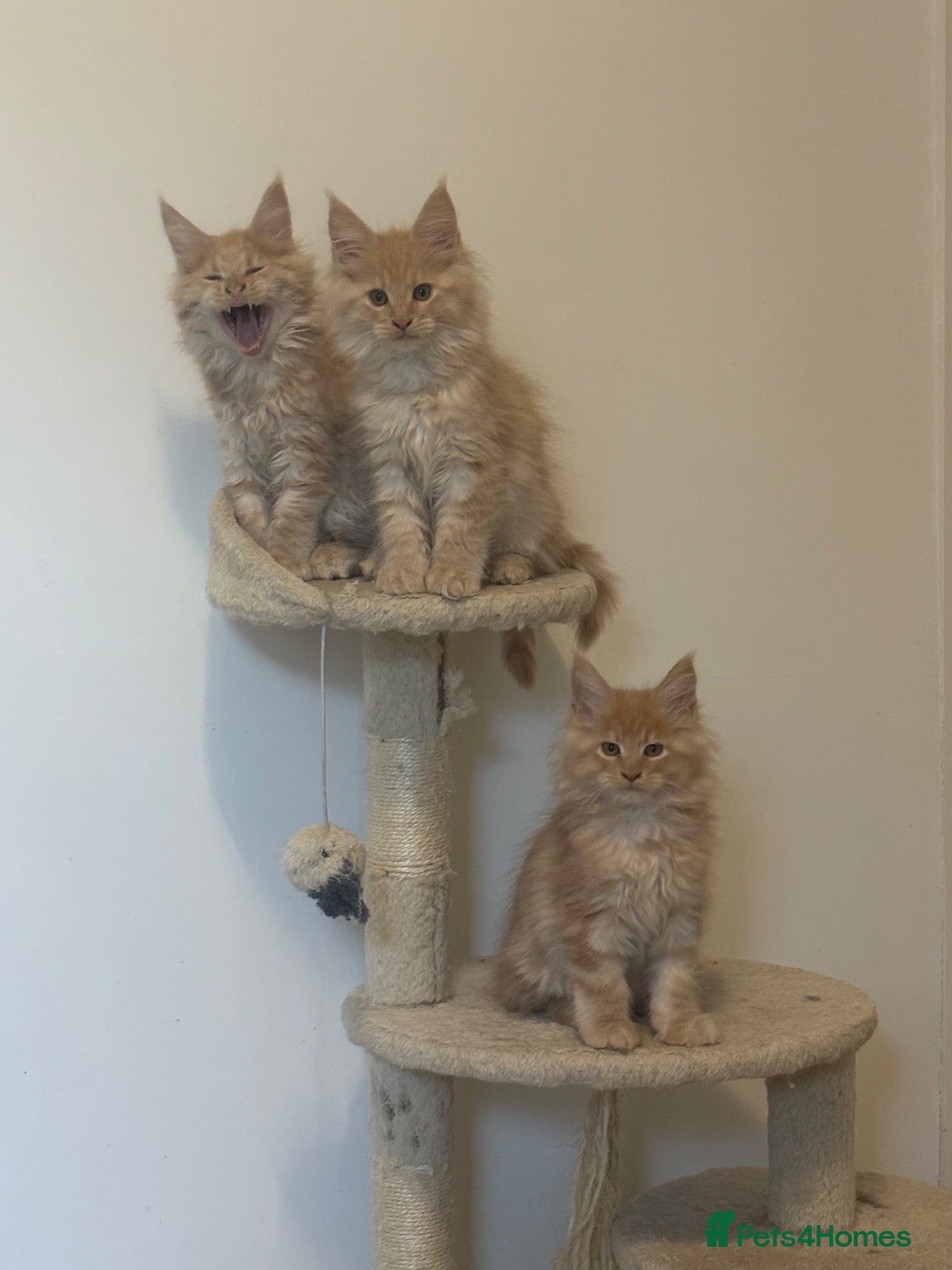 Maine Coon cats Gorgeous purebred Red/cream male Maine coon kitten - Advert 1