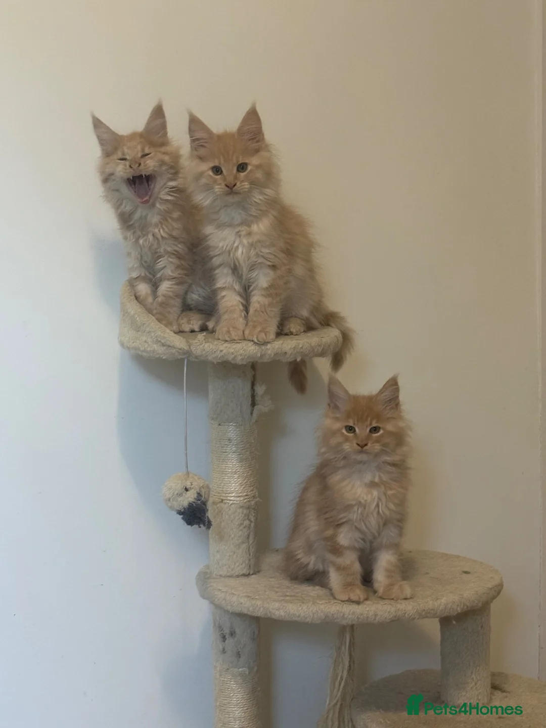 Maine Coon cats for sale: Gorgeous purebred Red/cream male Maine coon kitten - Advert 1