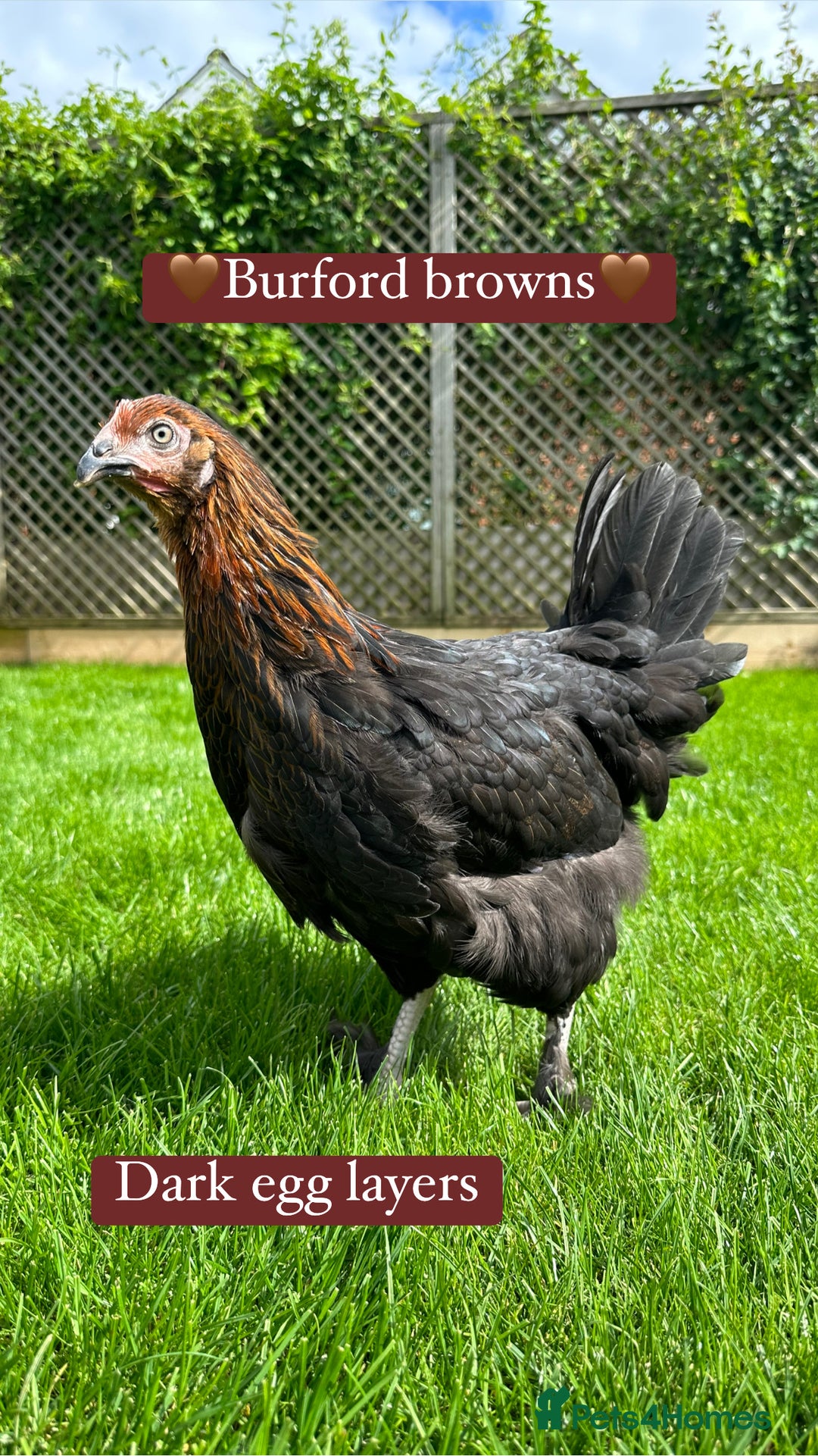 Chickens poultry for sale: Coloured hybrid hens at pol - Image 9