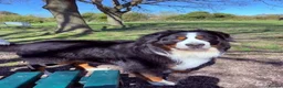Bernese Mountain Dog dogs for sale: Health Tested Beautiful BMD Puppies in Solihull - Advert 2