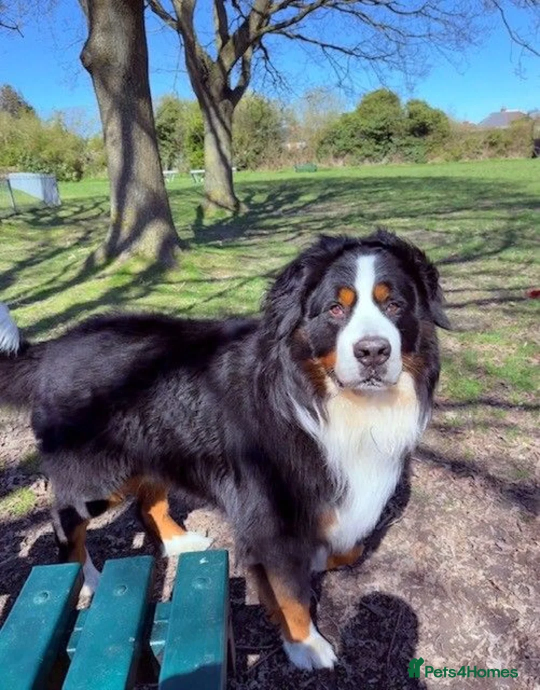 Bernese Mountain Dog dogs for sale: Health Tested Beautiful BMD Puppies in Solihull - Advert 2