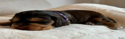 Cocker Spaniel dogs for sale: 🌟 OUTSTANDING KC SHOW COCKER SPANIELS 🌟 - Advert 30