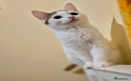 British Shorthair cats for sale: 1 boy left!! Full vaccinated BSH kittens  - Image 28