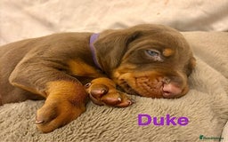 Dobermann dogs for sale: Doberman puppies  - Image 3