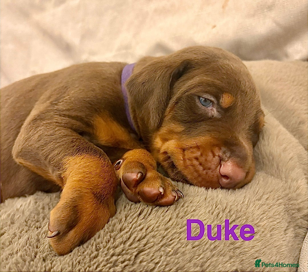 Dobermann dogs for sale: Doberman puppies  - Image 3