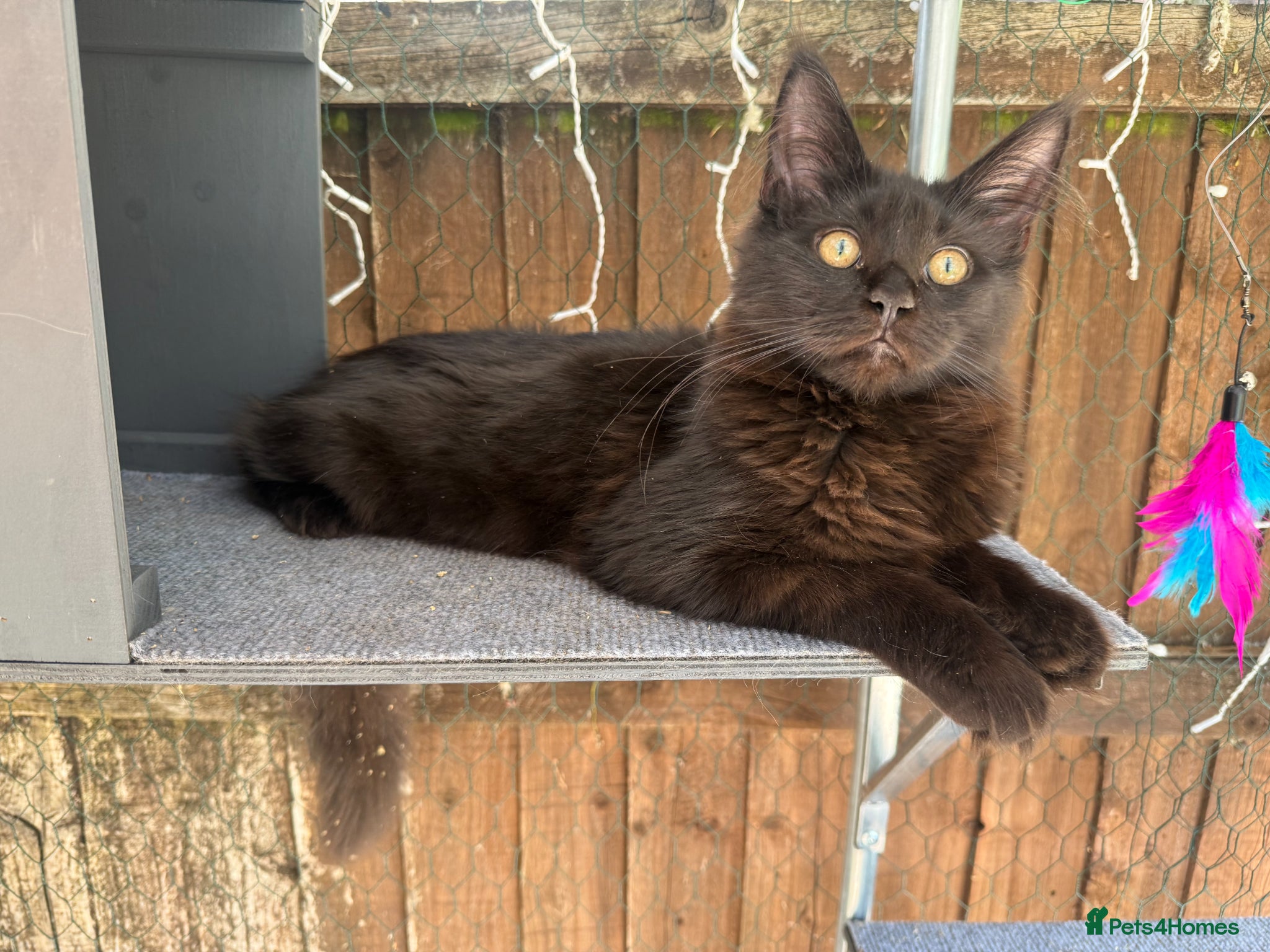 Maine Coon cats 2 kittens left XL Maine Coon TICA registered  - Advert 2