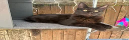 Maine Coon cats for sale: 2 kittens left XL Maine Coon TICA registered  - Advert 11