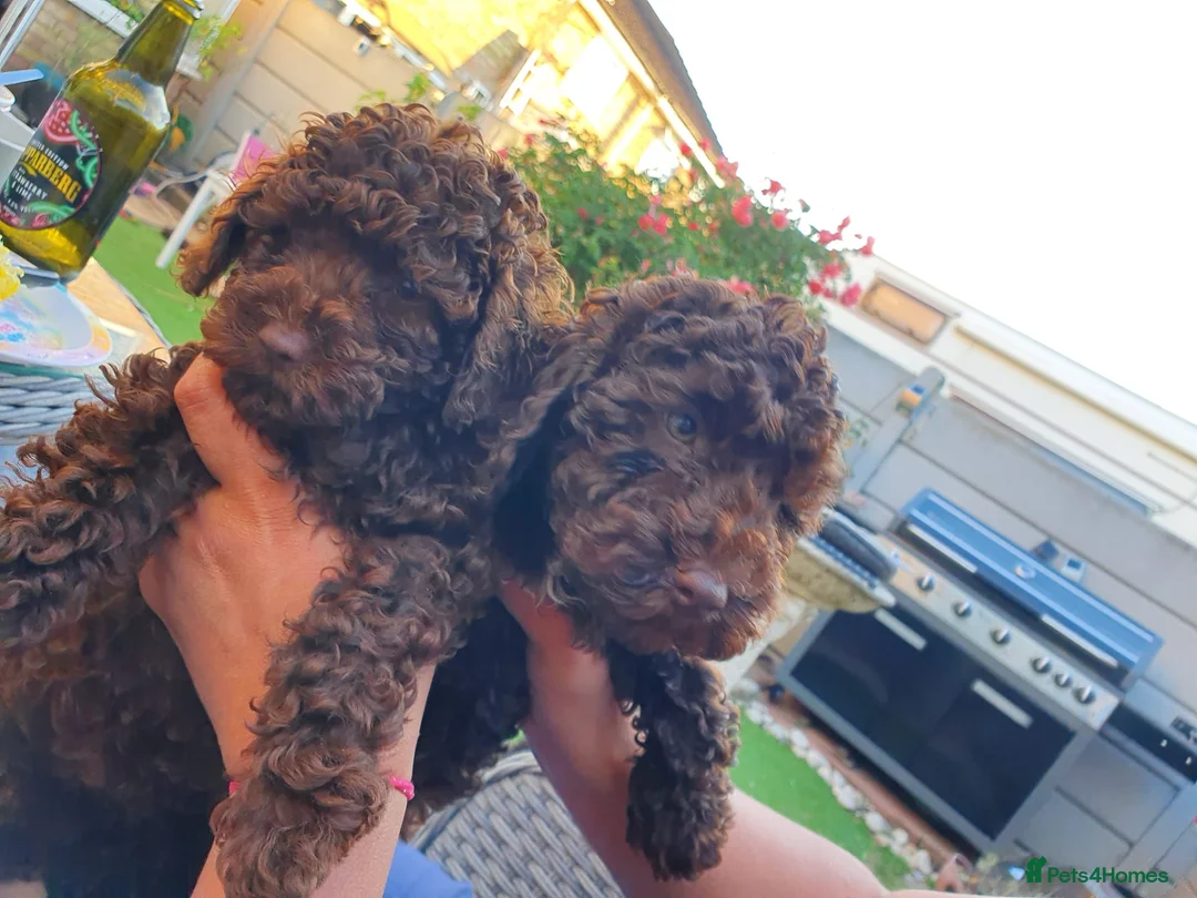 Toy Poodle dogs for stud: PRA Clear,Kc reg,proven toy poodle in Manchester - Advert 18