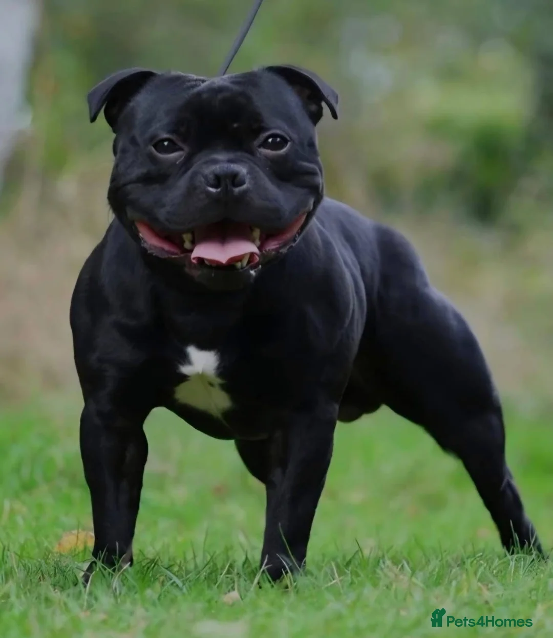 Staffordshire Bull Terrier dogs for sale: Geministaffs zee & maximus (4⭐️licensed breeders) - Advert 9