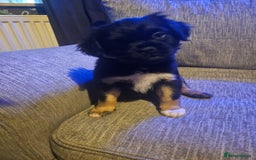 Mixed Breed dogs for sale: Mixed breed pups  - Image 4