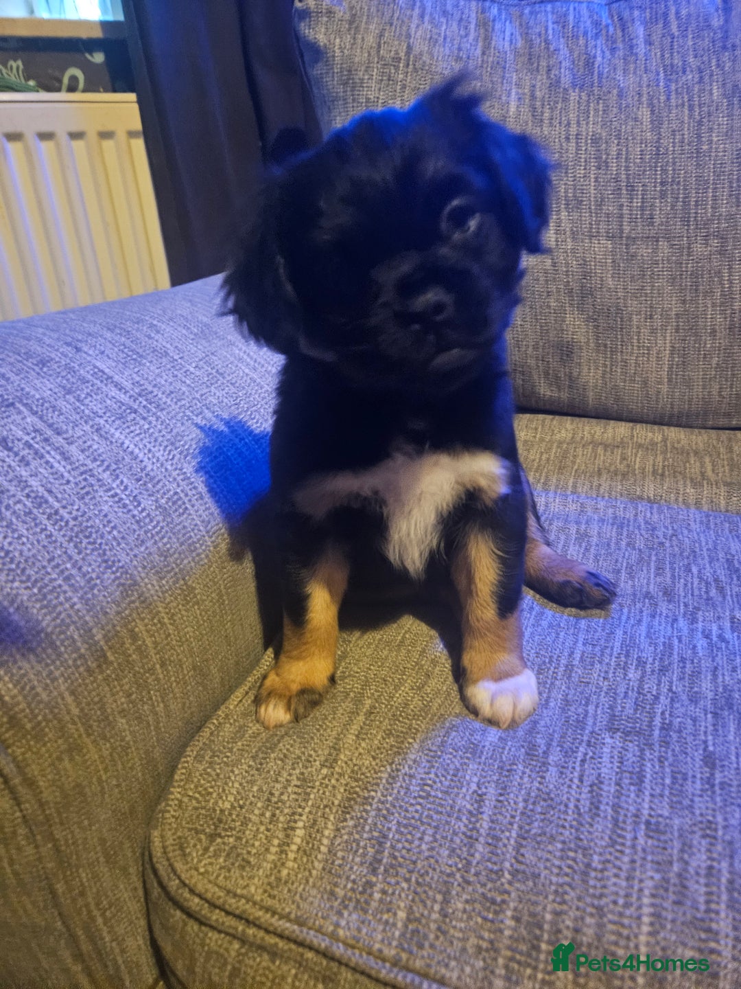 Mixed Breed dogs for sale: Mixed breed pups  - Image 4