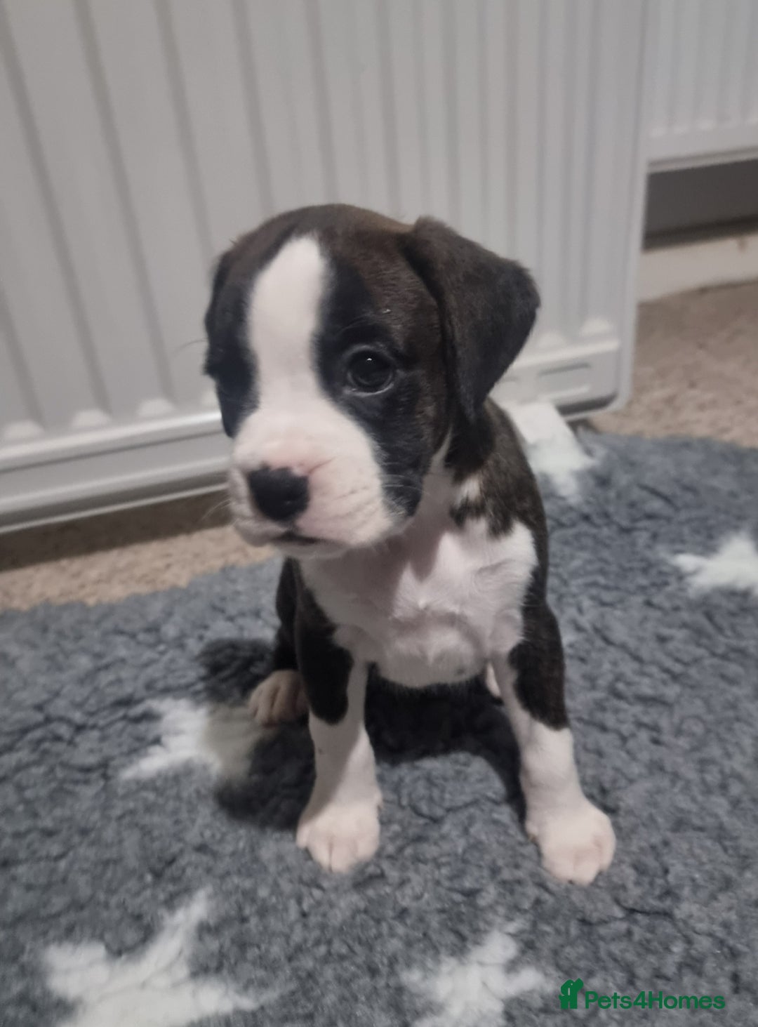 Boxer dogs for sale:   Outstanding  KC Boxer puppies - Advert 11