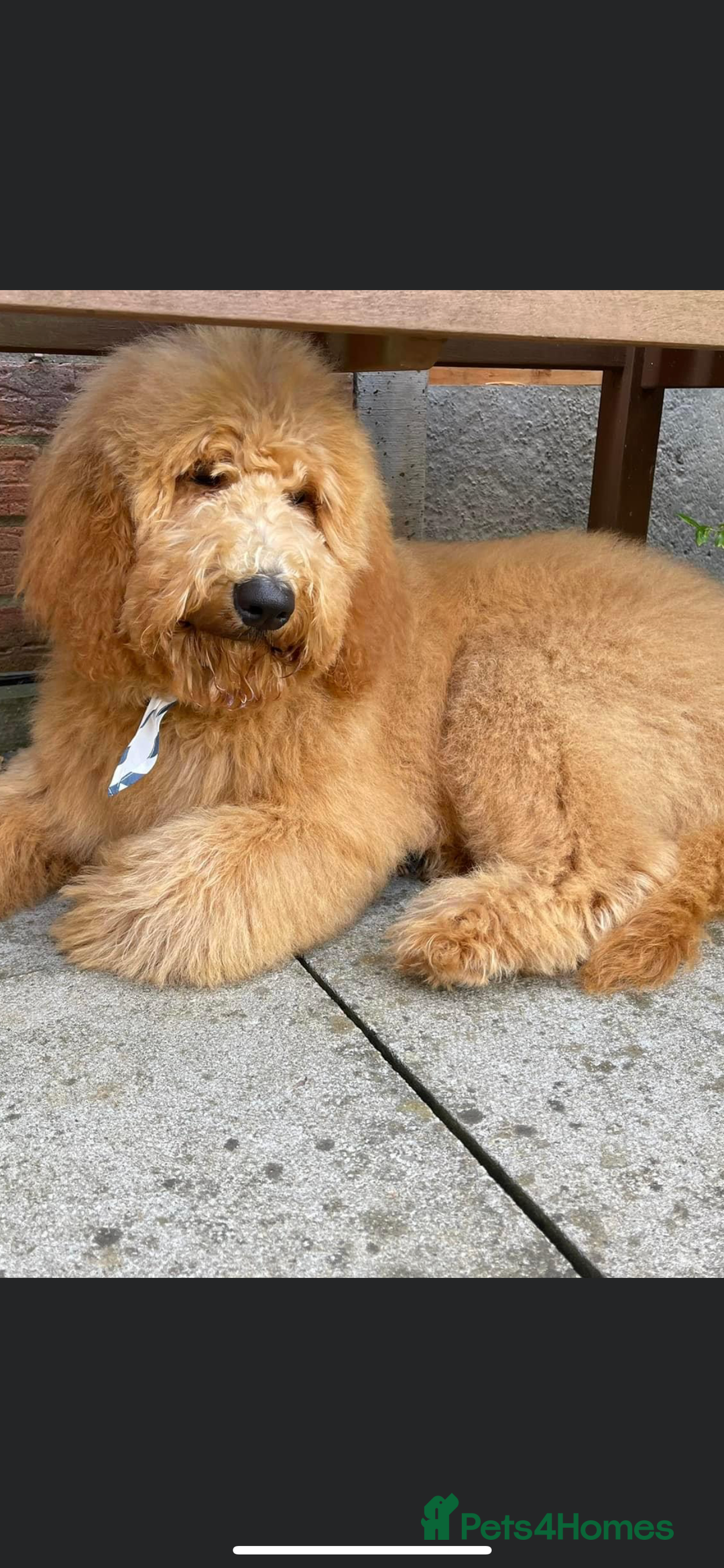 Goldendoodle dogs for sale: Multigenerational Doodles - Advert 13