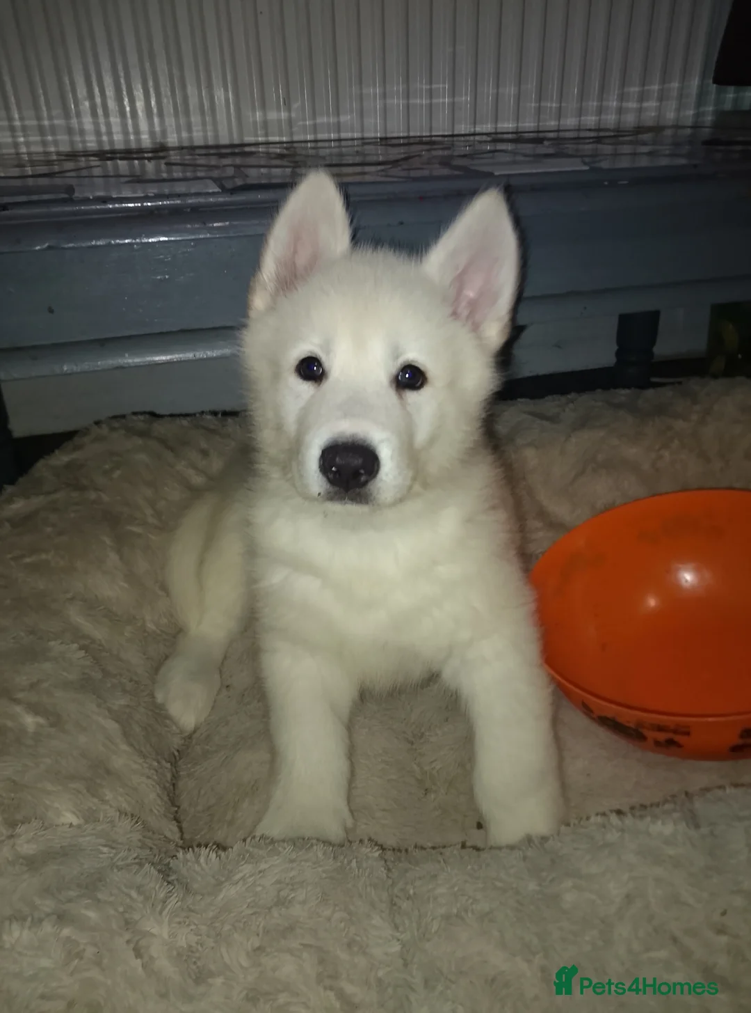 Alaskan Malamute dogs for sale: Alaskan malamute puppies  - Advert 5