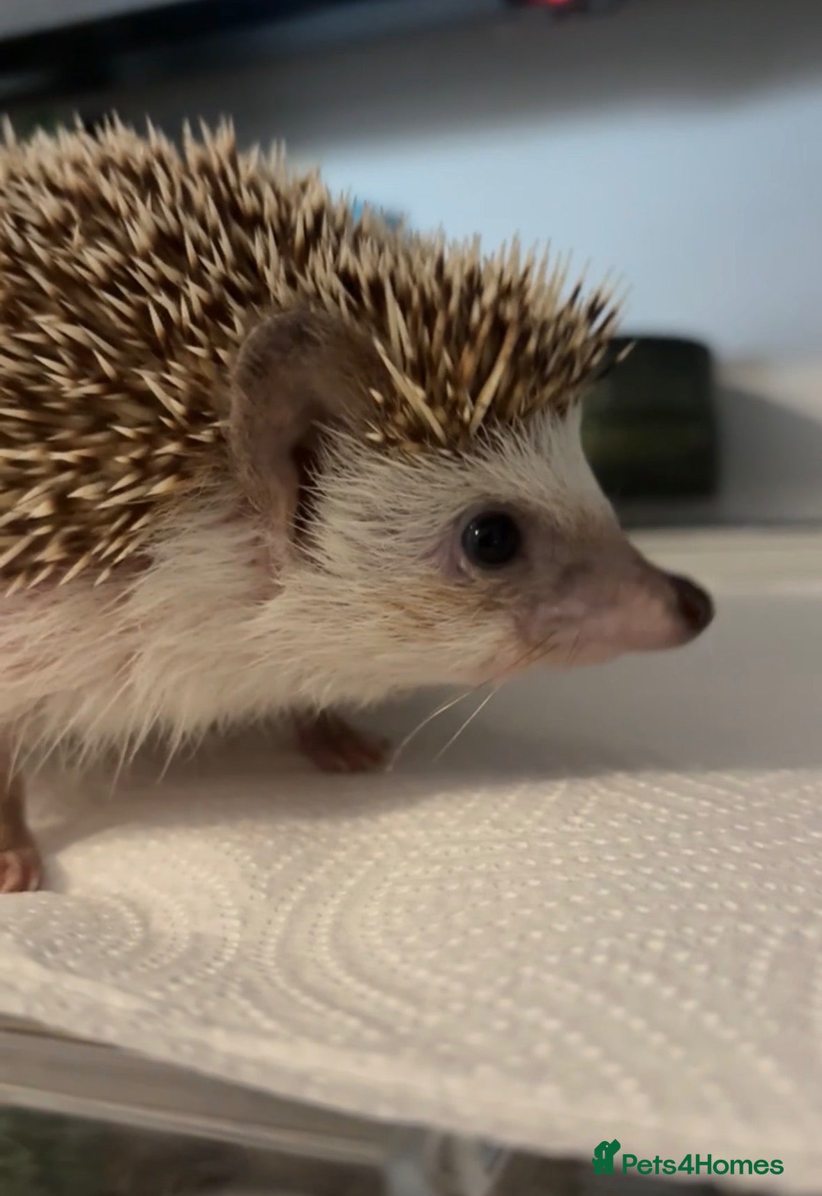 Pygmy Hedgehog rodents African Pygmy Hedgehog Girl for sale - Advert 6
