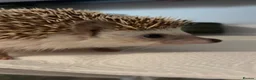 Pygmy Hedgehog rodents for sale: African Pygmy Hedgehog Girl for sale - Advert 1