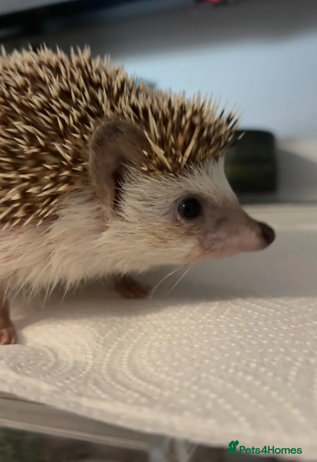 Pygmy Hedgehog rodents for sale: African Pygmy Hedgehog Girl for sale - Advert 1