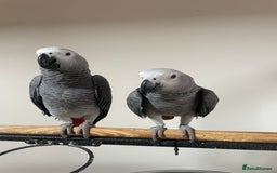 Parrots birds for sale: Friendly Hand Reared Super Cuddly African Greys - Image 4