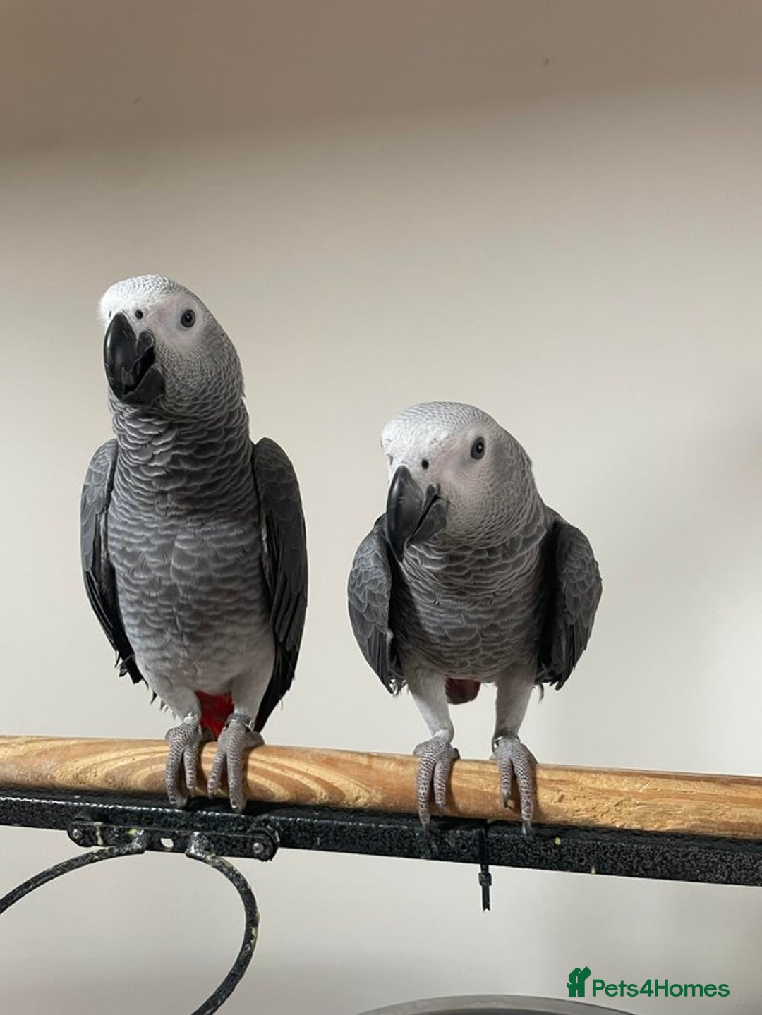 Parrots birds for sale: Friendly Hand Reared Super Cuddly African Greys - Image 4