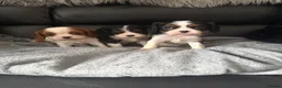 Cavalier King Charles Spaniel dogs for sale: Kc cavalier puppies dna clear  - Advert 16