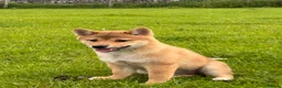 Japanese Shiba Inu dogs for sale: REDUCED Pure bred Shiba Inu Puppies - Advert 9