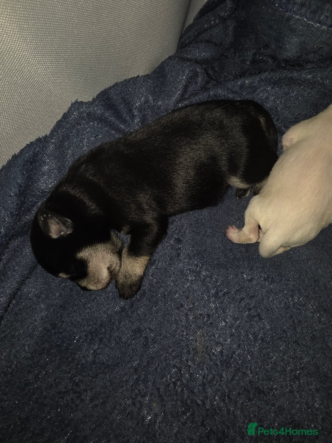 Miniature Schnauzer dogs for sale: Miniature Schnauzer Puppies - Image 11