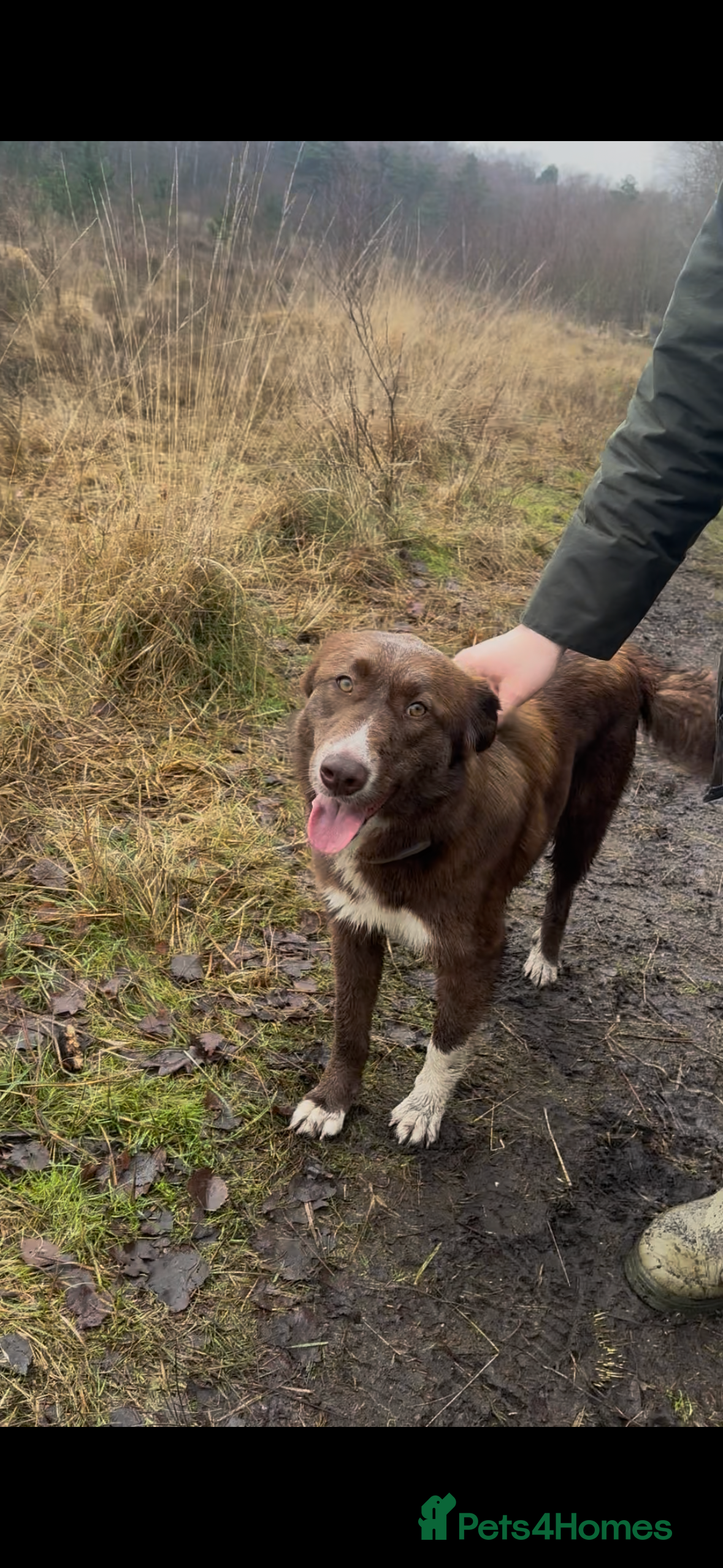 Mixed Breed dogs Sophie the Australian Shepherd Looking for Home - Advert 1