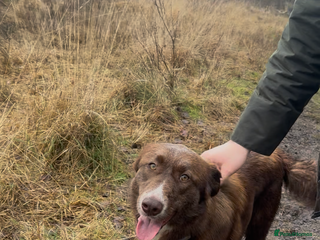 Mixed Breed dogs Sophie the Australian Shepherd Looking for Home - Advert 1