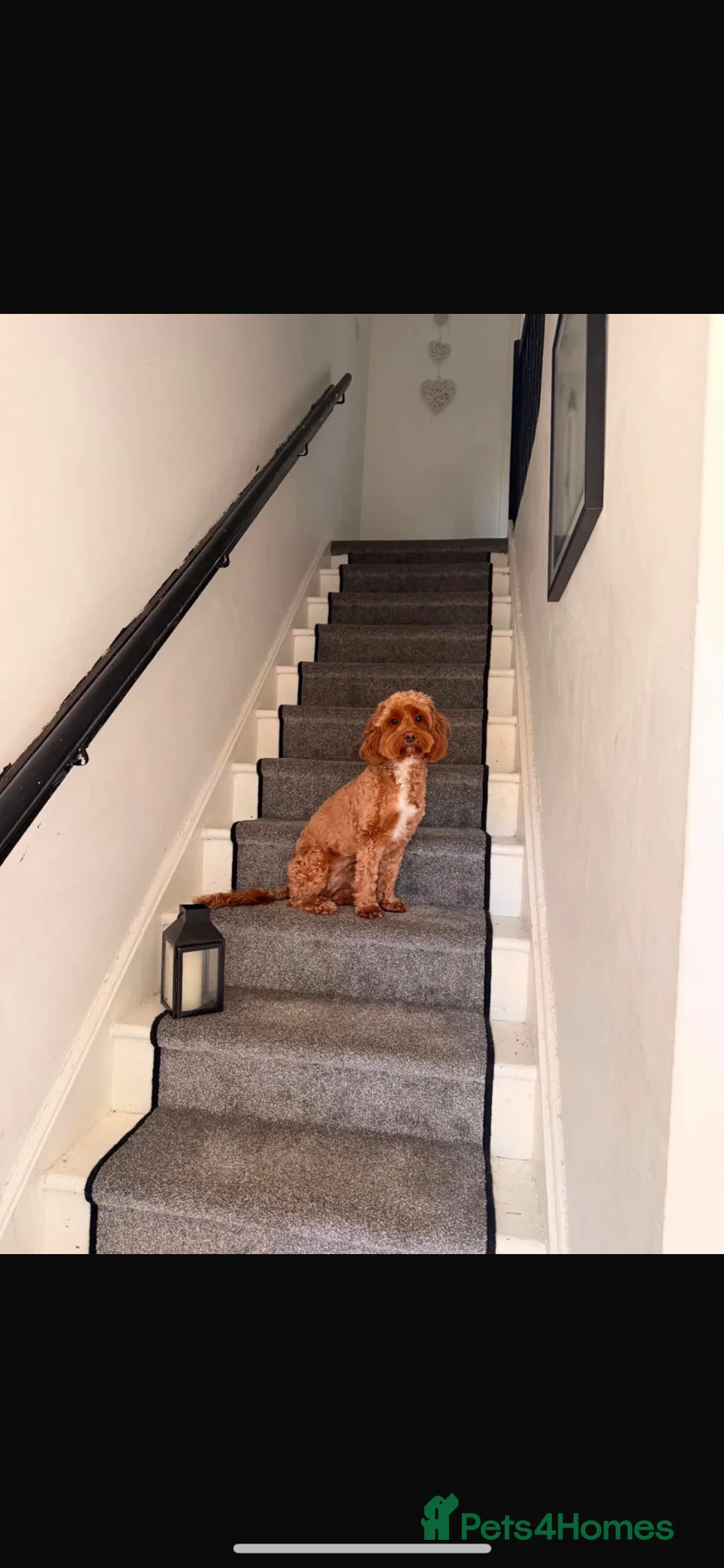Cockapoo dogs for sale: Cockapoo puppies in Glasgow - Advert 1