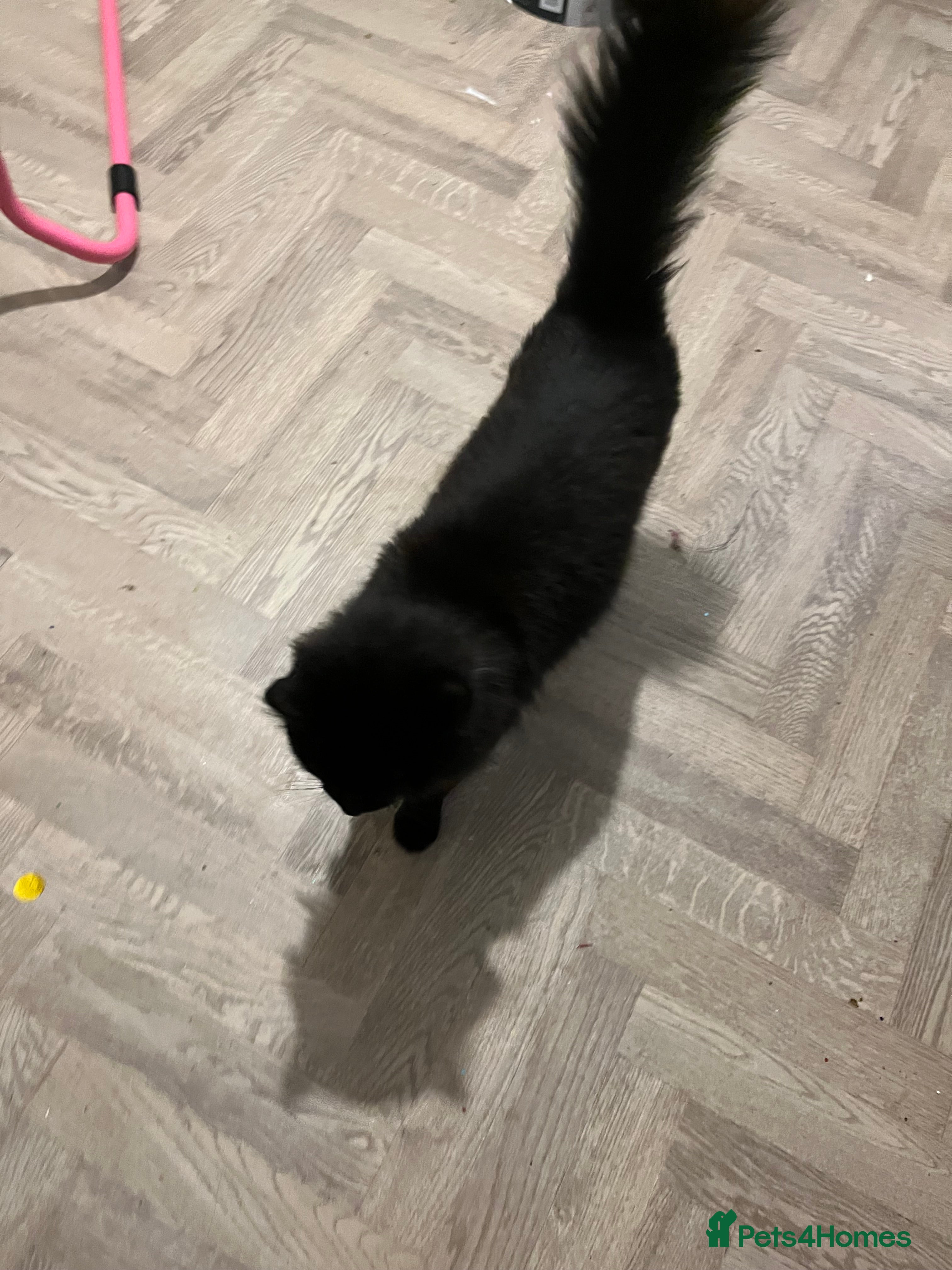 Mixed Breed cats Young fluffy female  - Advert 5