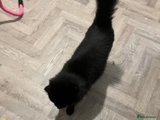 Mixed Breed cats Young fluffy female - Advert 4