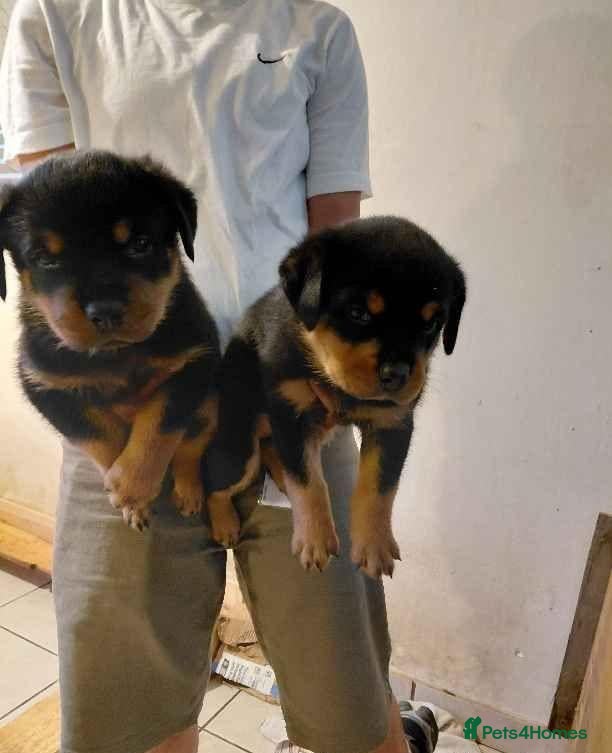 Rottweiler dogs 🥾🥾Smiling and playful🧸up to date🧸♥️🧸 - Advert 1