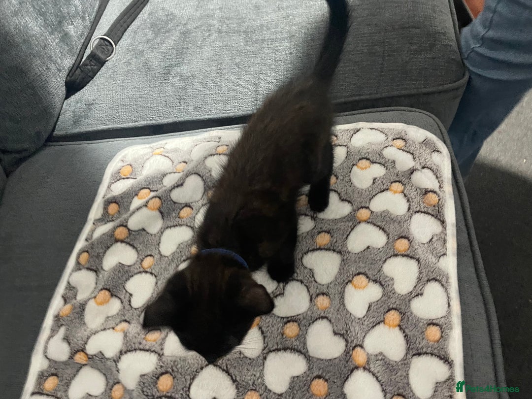 Mixed Breed cats for sale: 2 male kittens for sale  - Image 7