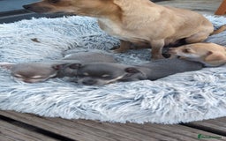 Chihuahua dogs for sale: 2 beautiful chihuahuas  - Image 7