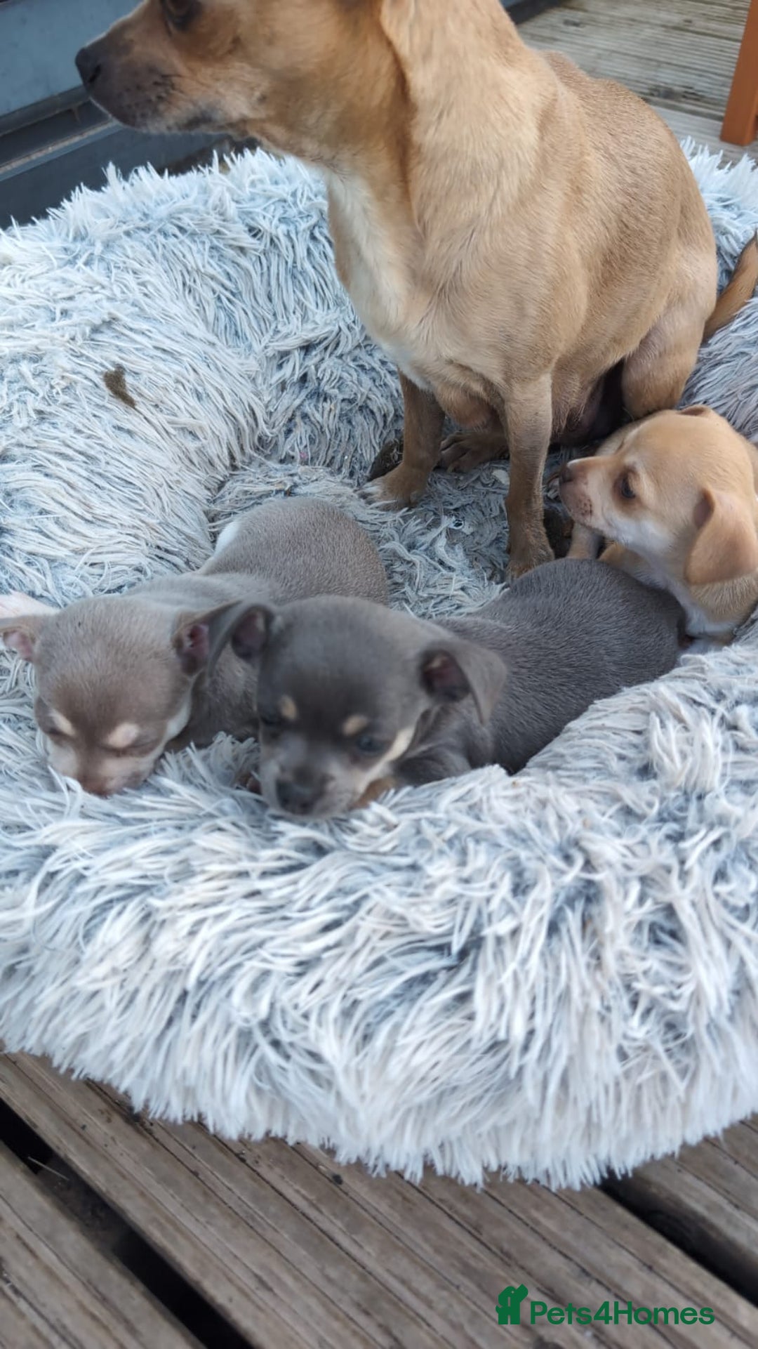 Chihuahua dogs for sale: 2 beautiful chihuahuas  - Image 7