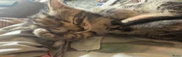 Mixed Breed cats for sale: Beautiful Family-Raised Kittens in Oswestry - Advert 19