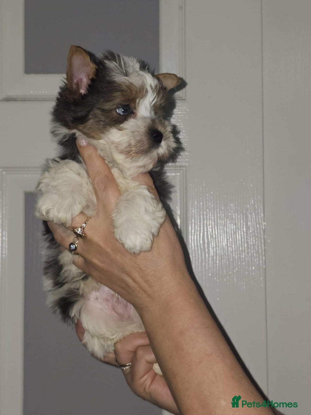 Yorkshire Terrier dogs for sale: 4 Adorable Yorkshire terrier pups  - Advert 10