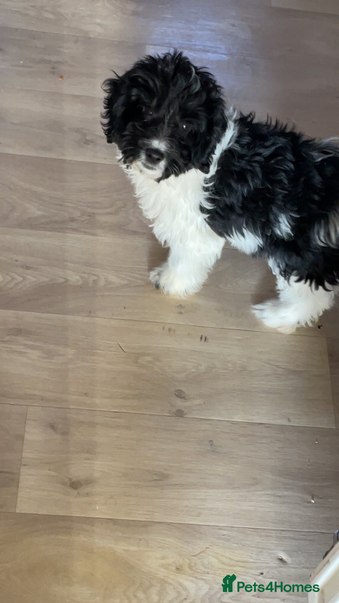 Cockapoo dogs for sale: Cockapoo girl  - Advert 3