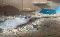 Gerbil rodents for sale: 4 Male Gerbils  - Image 3